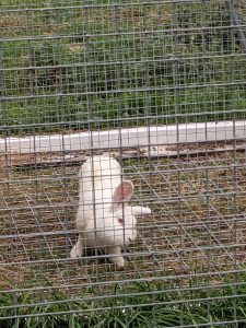 Rabbit with head tilt caged at TnS Rabbit fur farm